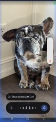 Lost Male Dog last seen Atlantic Ave, Delray Beach, FL 33444