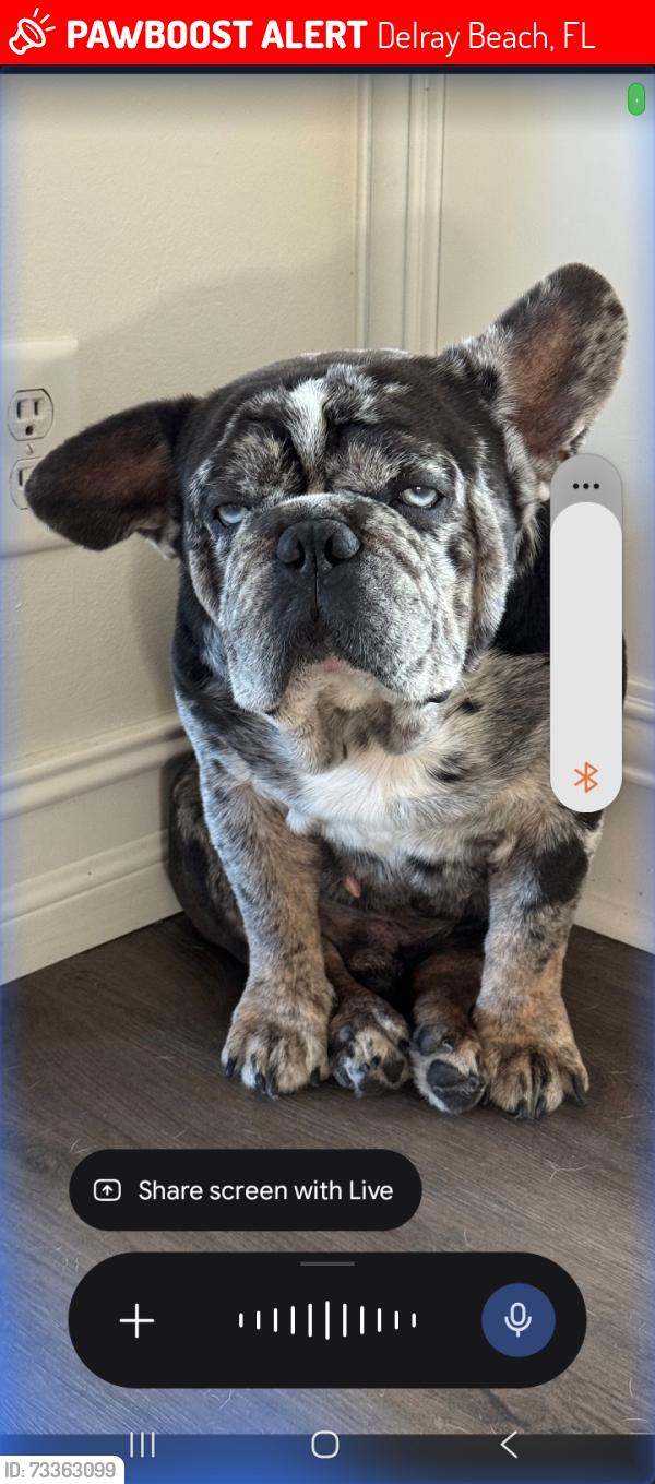 Lost Male Dog last seen Atlantic Ave, Delray Beach, FL 33444