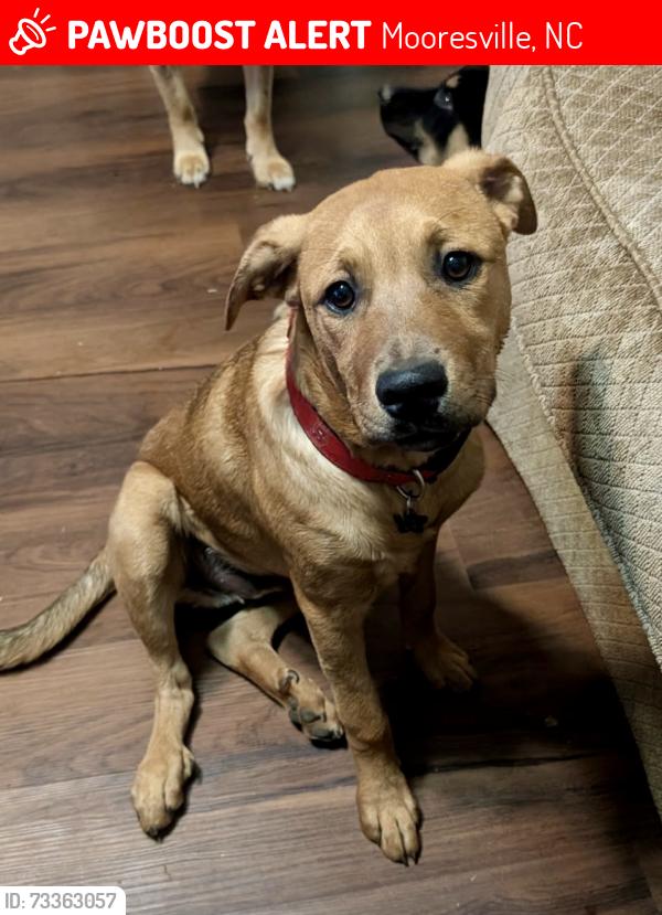 Lost Male Dog last seen Near parkertown rd, Mooresville, NC 28115