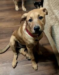 Lost Male Dog last seen Near parkertown rd, Mooresville, NC 28115
