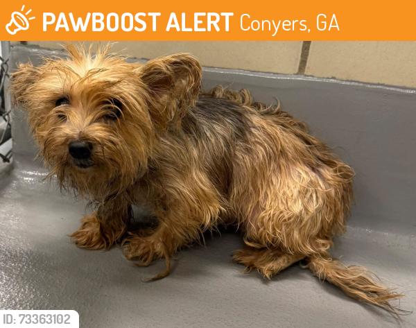 Found/Stray Unknown Dog last seen Located at Rockdale County Animal Service, 1506 Rockbridge Road, Conyers, GA 30012, Conyers, GA 30012