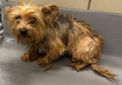 Found/Stray Unknown Dog last seen Located at Rockdale County Animal Service, 1506 Rockbridge Road, Conyers, GA 30012, Conyers, GA 30012