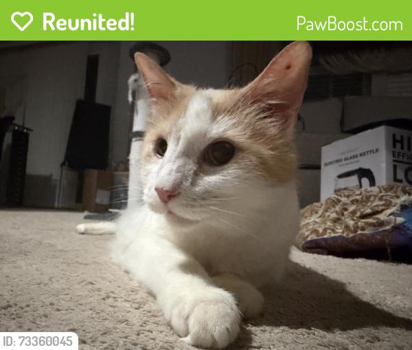 Reunited Male Cat last seen Kingery and 91st, Willowbrook, IL 60527