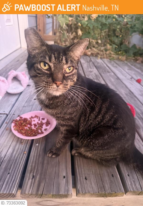 Found/Stray Unknown Cat last seen Castlegate Dr, Nashville, TN 37217