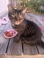 Found/Stray Unknown Cat last seen Castlegate Dr, Nashville, TN 37217