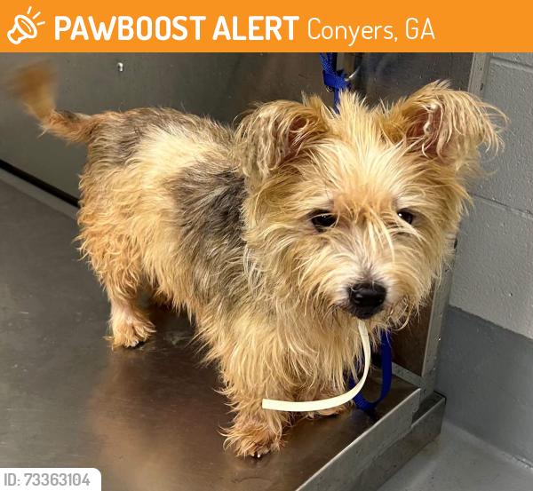 Found/Stray Unknown Dog last seen Located at Rockdale County Animal Service, 1506 Rockbridge Road, Conyers, GA 30012, Conyers, GA 30012