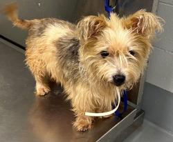 Found/Stray Unknown Dog last seen Located at Rockdale County Animal Service, 1506 Rockbridge Road, Conyers, GA 30012, Conyers, GA 30012