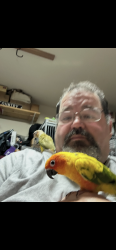 Lost Female Bird last seen Vistawood dr Mansfield tx, Mansfield, TX 76063