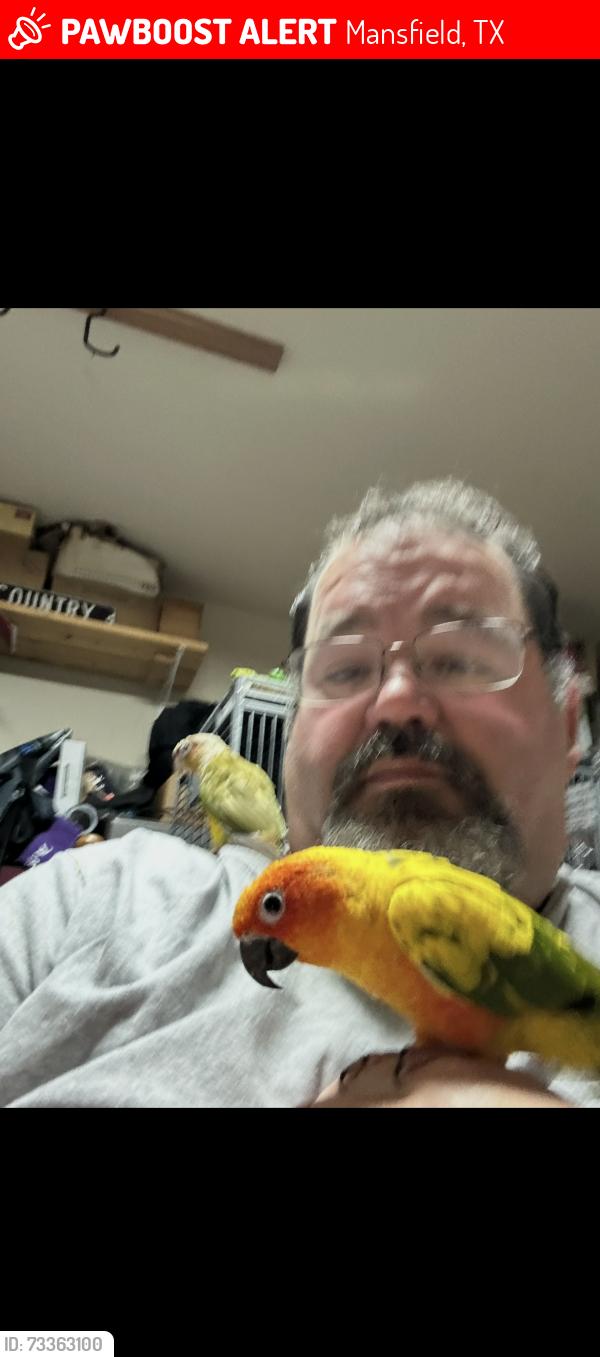 Lost Female Bird last seen Vistawood dr Mansfield tx, Mansfield, TX 76063