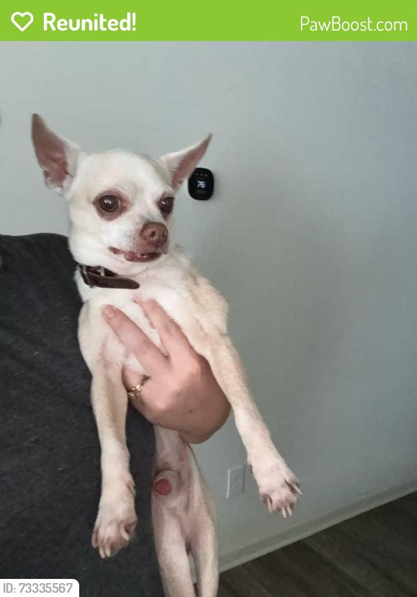Reunited Male Dog last seen Startown road, Newton, NC 28658