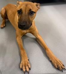 Found/Stray Unknown Dog last seen Located at Rockdale County Animal Service, 1506 Rockbridge Road, Conyers, GA 30012, Conyers, GA 30012