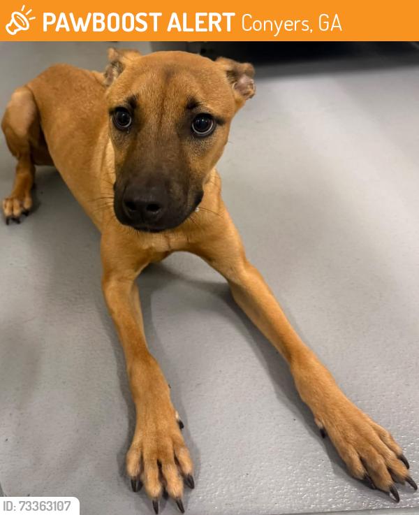 Found/Stray Unknown Dog last seen Located at Rockdale County Animal Service, 1506 Rockbridge Road, Conyers, GA 30012, Conyers, GA 30012