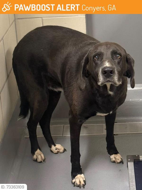 Found/Stray Unknown Dog last seen Located at Rockdale County Animal Service, 1506 Rockbridge Road, Conyers, GA 30012, Conyers, GA 30012