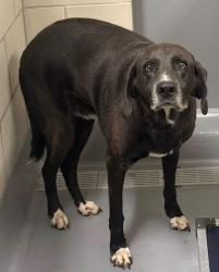 Found/Stray Unknown Dog last seen Located at Rockdale County Animal Service, 1506 Rockbridge Road, Conyers, GA 30012, Conyers, GA 30012