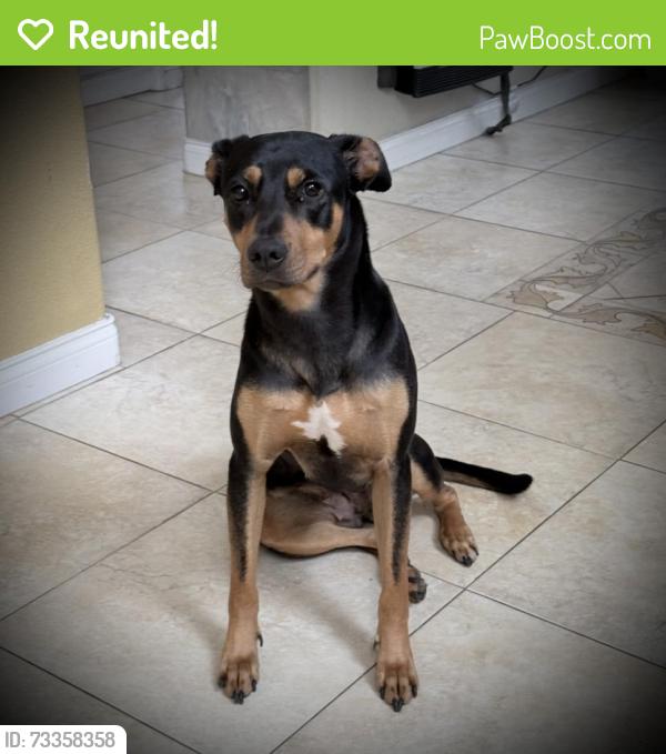 Reunited Female Dog last seen Mercurio street, 92130, San Diego, CA 92130