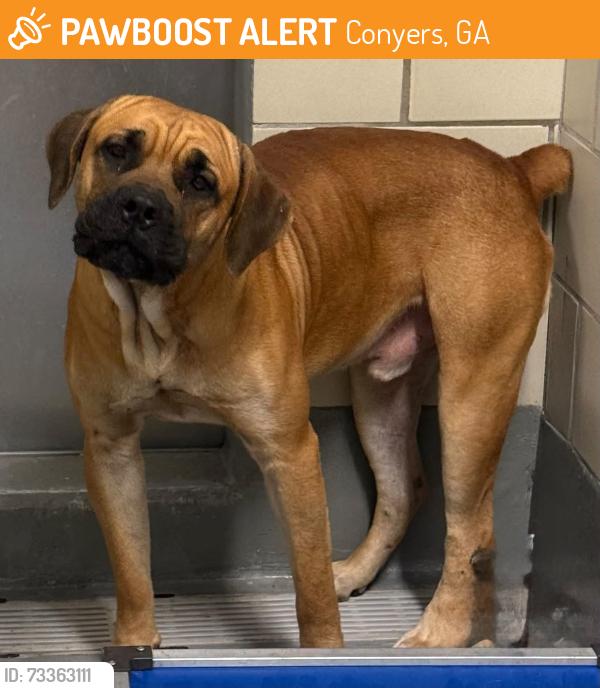 Found/Stray Unknown Dog last seen Located at Rockdale County Animal Service, 1506 Rockbridge Road, Conyers, GA 30012, Conyers, GA 30012