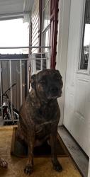 Reunited Female Dog last seen Richwood & Fox Hollow, Port Richey, FL 34668