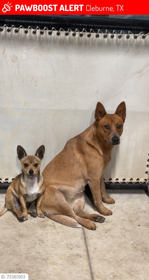 Lost Female Dog last seen 801B county road Cleburne texas, Cleburne, TX 76031