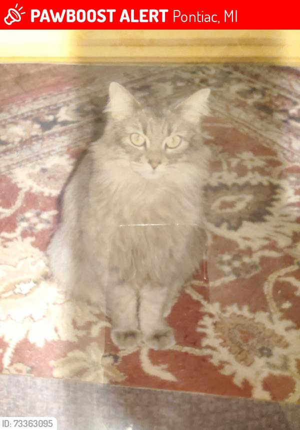 Lost Female Cat last seen Genesee-Huron, Indian Village sub, Pontiac, MI 48341