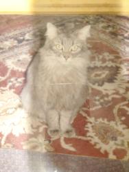 Lost Female Cat last seen Genesee-Huron, Indian Village sub, Pontiac, MI 48341