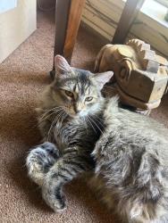 Lost Female Cat last seen Azalea Rd, Mobile, AL 36609
