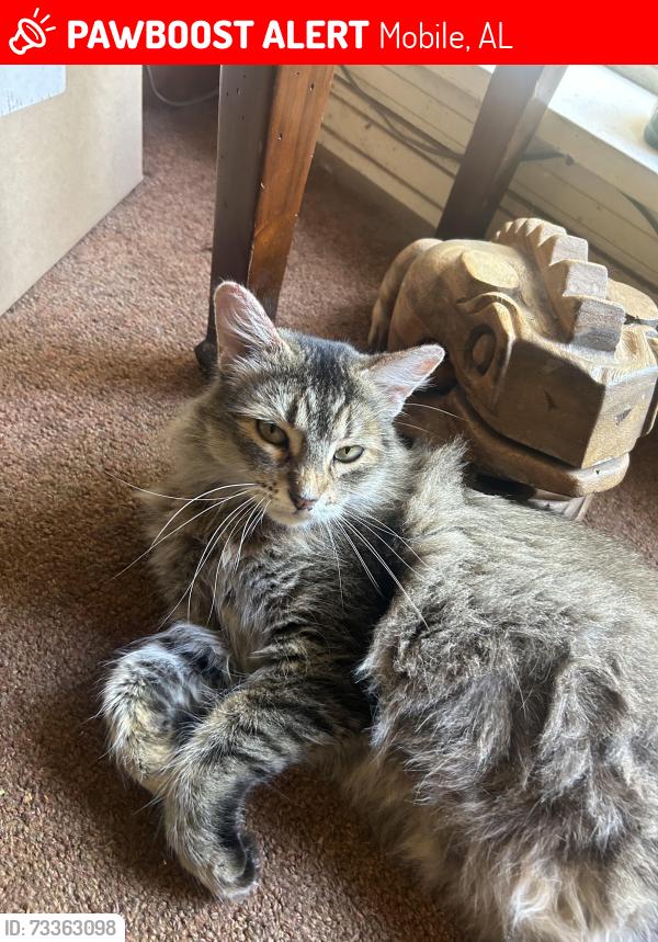 Lost Female Cat last seen Azalea Rd, Mobile, AL 36609