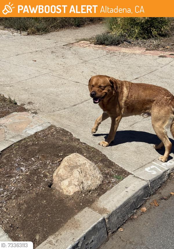 Found/Stray Male Dog last seen Near Harding Ave, Altadena, CA 91001