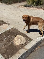 Found/Stray Male Dog last seen Near Harding Ave, Altadena, CA 91001