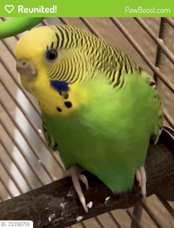 Reunited Female Bird last seen Near Lotus Ave, Burbank, IL 60459, USA, Burbank, IL 60459
