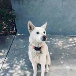 Reunited Female Dog last seen Nottingham Lane, Rowland Heights, CA 91748