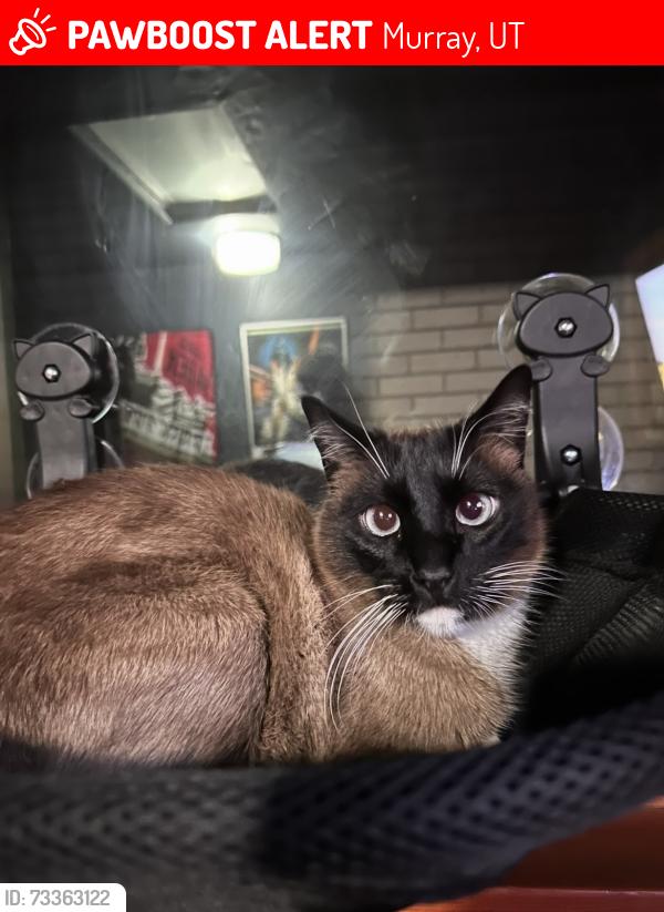 Lost Male Cat last seen Near the Goodwill by Fashion Place Mall, Murray, UT 84107
