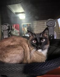 Lost Male Cat last seen Near the Goodwill by Fashion Place Mall, Murray, UT 84107