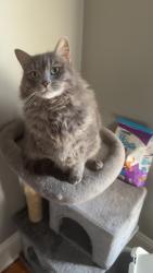Reunited Male Cat last seen Kimesville fire department, Liberty, NC 27298