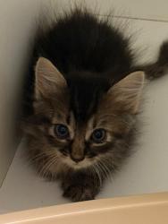 Shelter Stray Female Cat last seen Forest park, 8485 E Reno Ave, Midwest City, OK 73110, USA