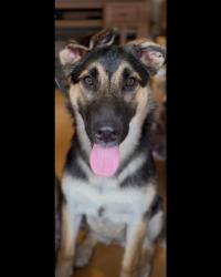 Reunited Female Dog last seen Marine and qst, Los Angeles, CA 90744