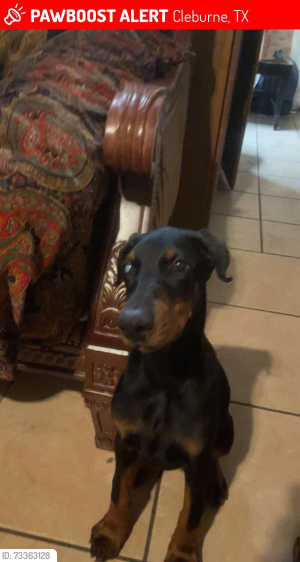 Lost Male Dog last seen Headed to godly, Cleburne, TX 76031