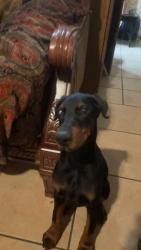 Lost Male Dog last seen Headed to godly, Cleburne, TX 76031