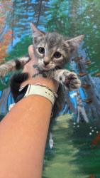 Shelter Stray Female Cat last seen Bexar County, 3353 Morningside Dr, New Braunfels, TX 78132, USA