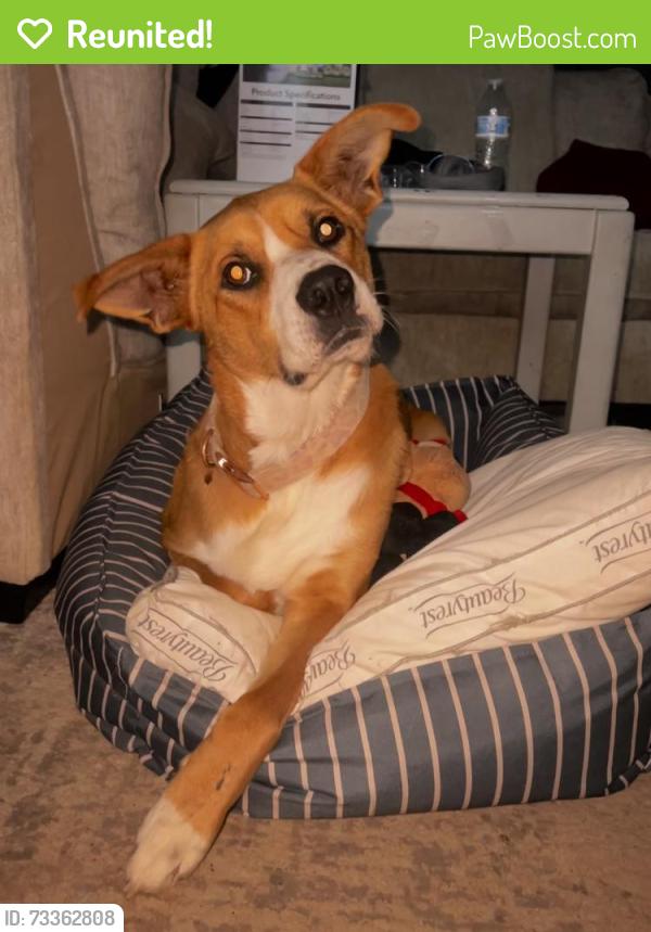 Reunited Female Dog last seen Johnston blvd. Asheville NC 28806, Asheville, NC 28806