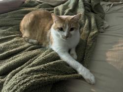 Lost Male Cat last seen Jacqueline dr, Denton, TX 76205