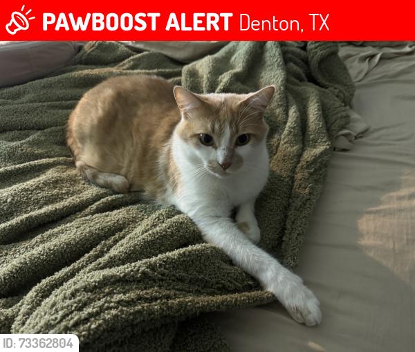 Lost Male Cat last seen Jacqueline dr, Denton, TX 76205