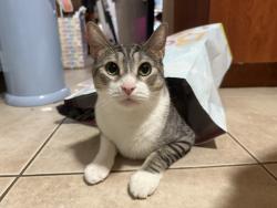 Reunited Male Cat last seen Hayes Street, Hollywood, FL 33020