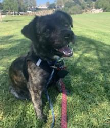 Found/Stray Unknown Dog last seen Usa, Miami Beach, FL 33139