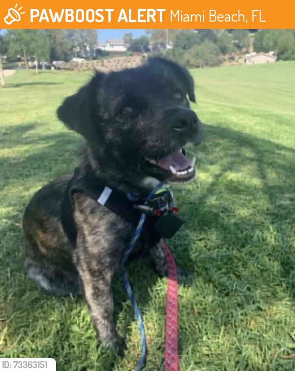 Found/Stray Unknown Dog last seen Usa, Miami Beach, FL 33139