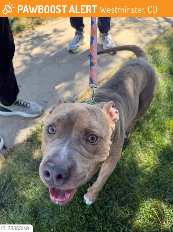 Found/Stray Male Dog last seen 92nd and Lowell, Westminster, CO 80031