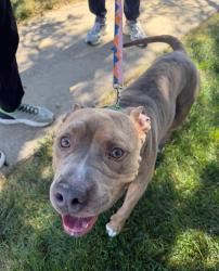 Found/Stray Male Dog last seen 92nd and Lowell, Westminster, CO 80031