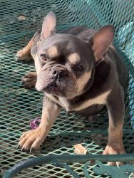 Reunited Unknown Dog last seen Near SW Green Oaks Blvd Arlington, TX 76017 United States, Arlington, TX 76017