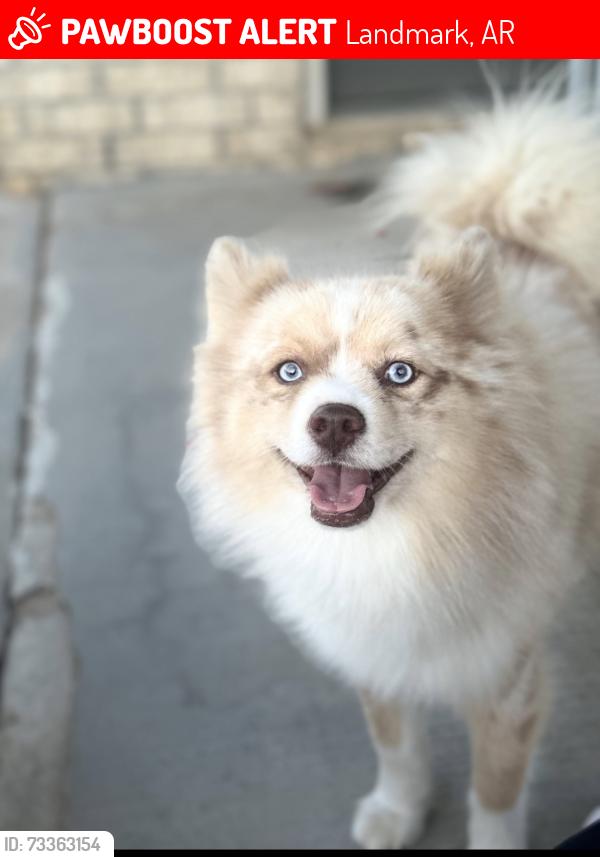 Lost Male Dog last seen Little Rock, Landmark, AR 72206