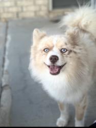 Lost Male Dog last seen Little Rock, Landmark, AR 72206