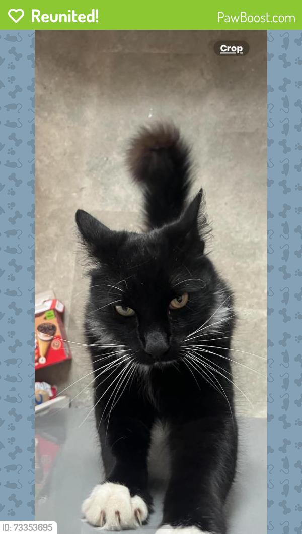 Reunited Male Cat last seen Geoffrey close, Birmingham, England B76 1YQ